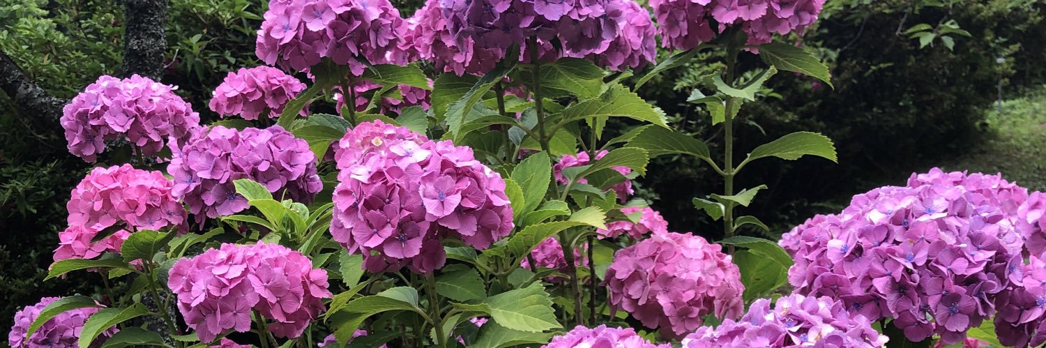 🎀 りりあ 🎀 banner