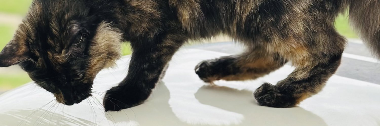 happysammybee's profile banner image