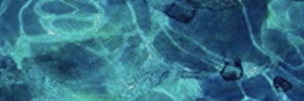 Veronica Schneider banner