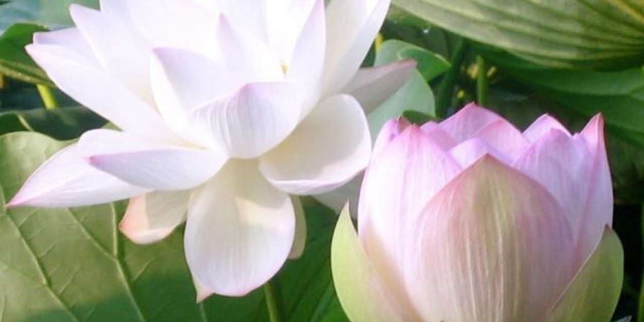 _stephms's profile banner image