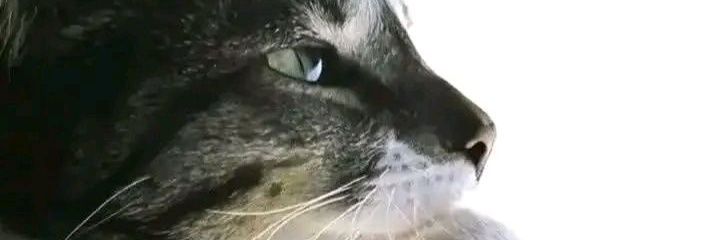 7thFate_'s profile banner image