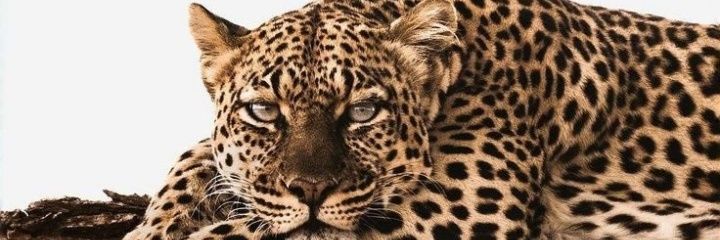 baddudaz's profile banner image