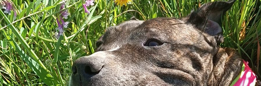 hija del camino banner