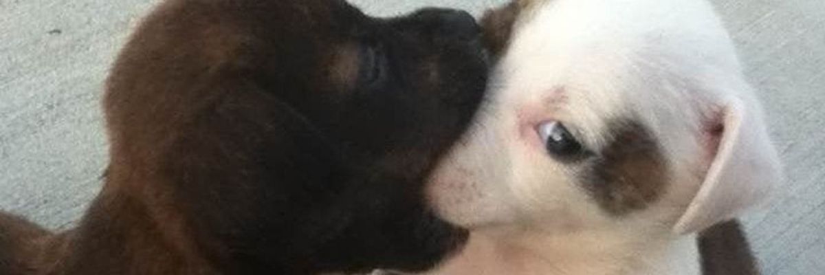 𑣲 nerise﹒ 🐶 banner