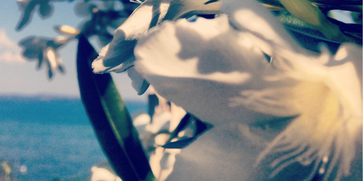 VittiChiara's profile banner image