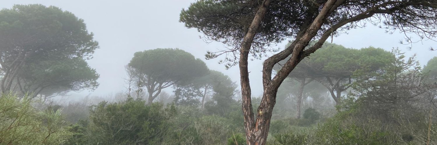 Innofor - Ingeniería e innovación forestal banner