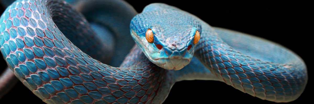 Shafik Mandhai banner