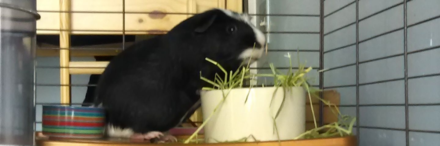 Zach | #RIPChuckNorris 🇺🇸 banner