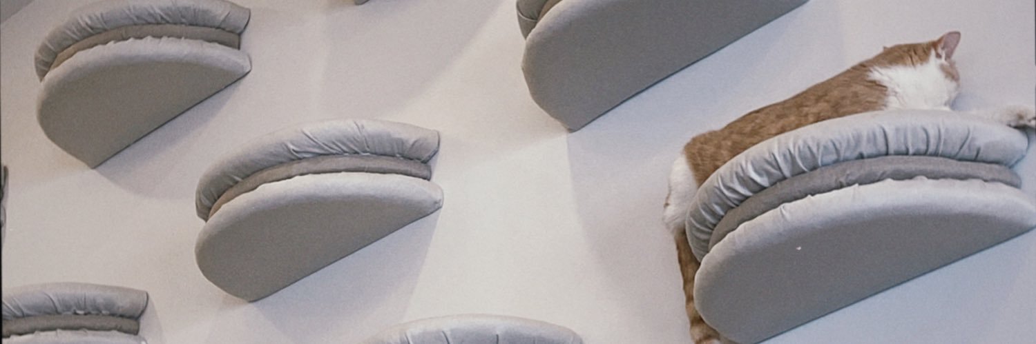 ไม่มีไรมีแต่แมว banner