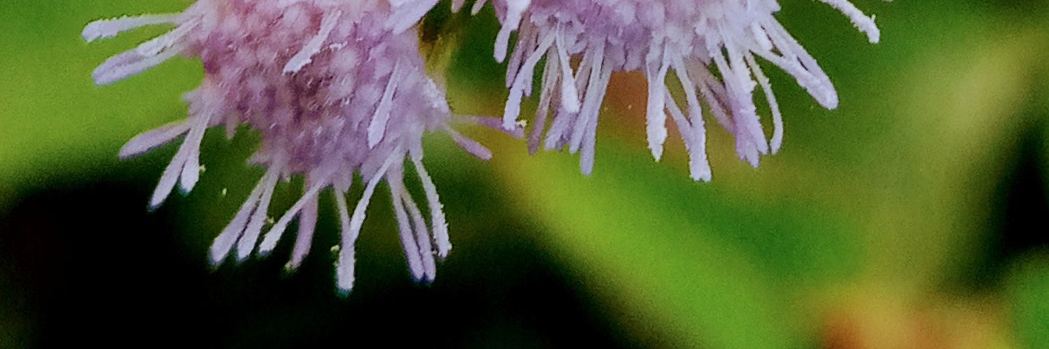 hohoy187's profile banner image