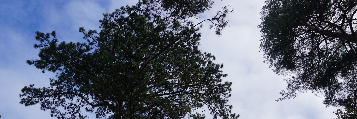 Friends Of The Earth London Network banner