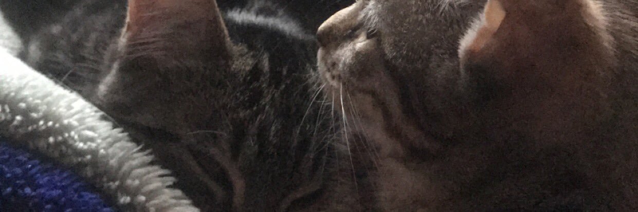 ThePiGeek's profile banner image