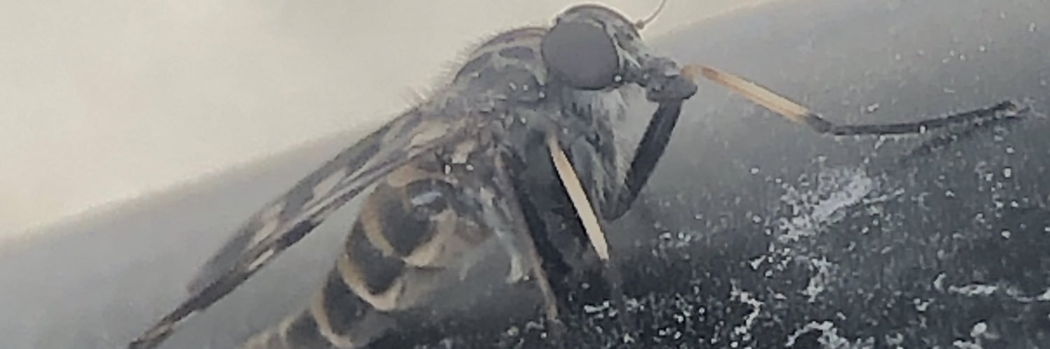 Daniel A Solow banner