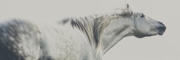 sara_alsh7's profile banner image