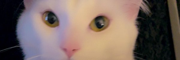 SweethartMickey Profile Banner