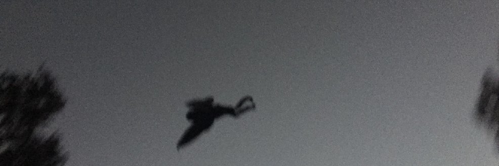 probably mothman 🎄 banner