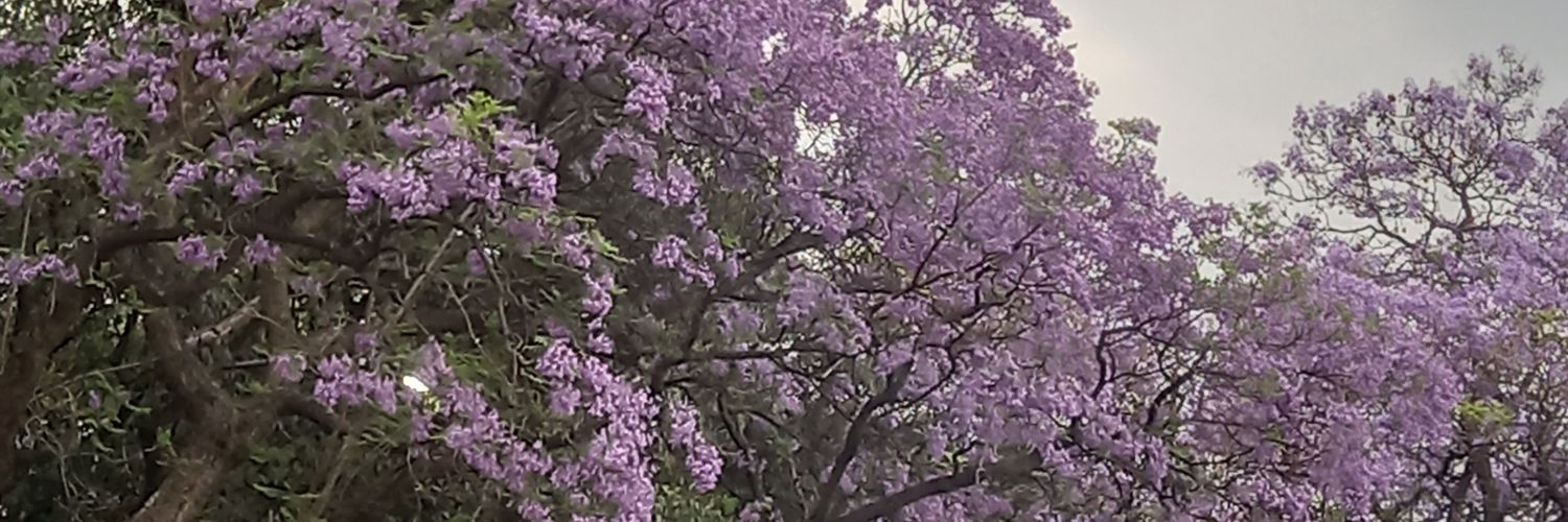 Yesslin's profile banner image