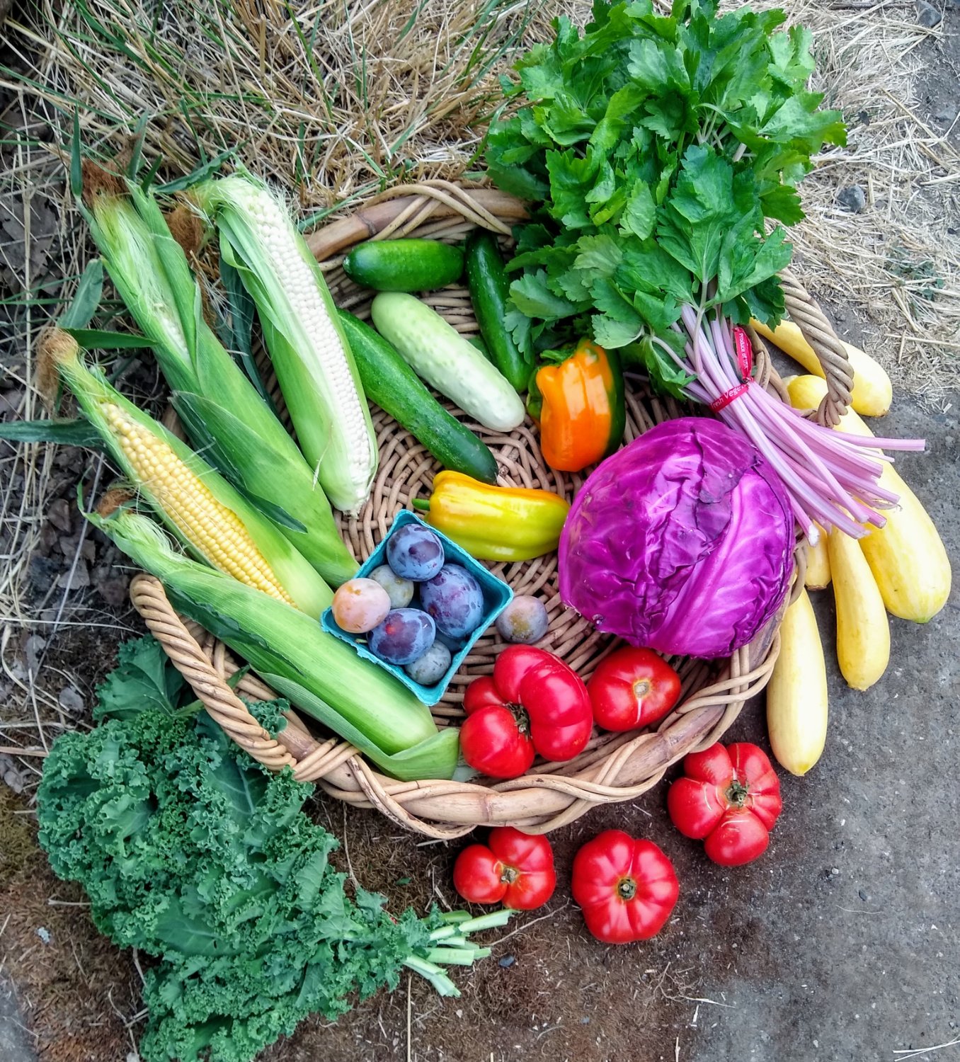LOVE FARM CSA ~ 🐝☮️🌱 banner