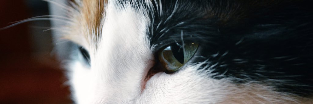 Mean_kitty1's profile banner image