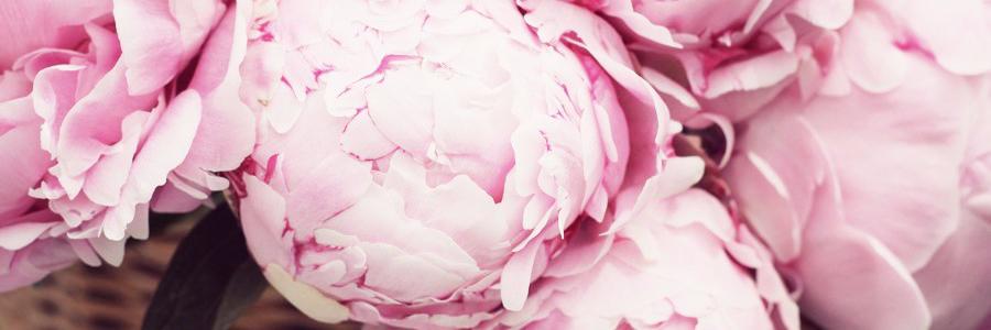 PipaREB's profile banner image