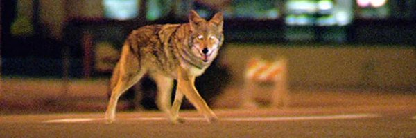 TH3LASTJED1 Profile Banner