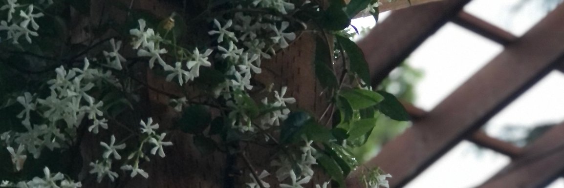Alex Newson, PhD (she/her)'s banner
