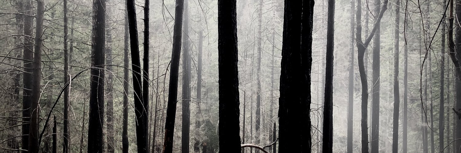 Ghost of the Forest banner