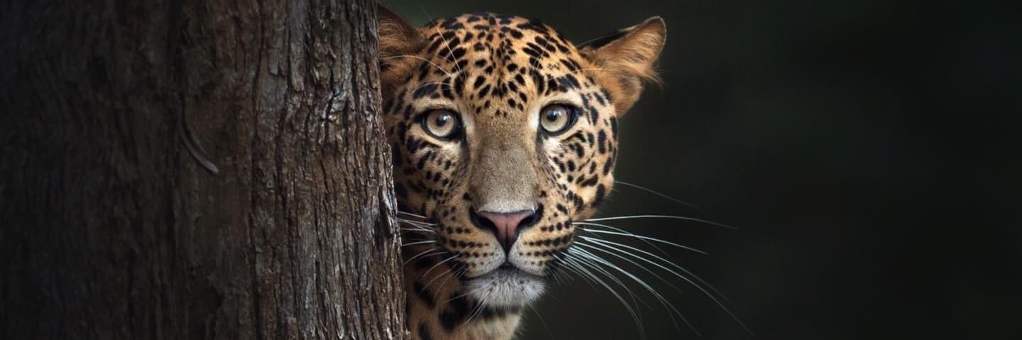 claudiambas's profile banner image