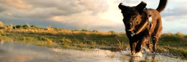 DogbitePhD Profile Banner