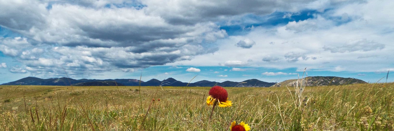 David Jachowski banner