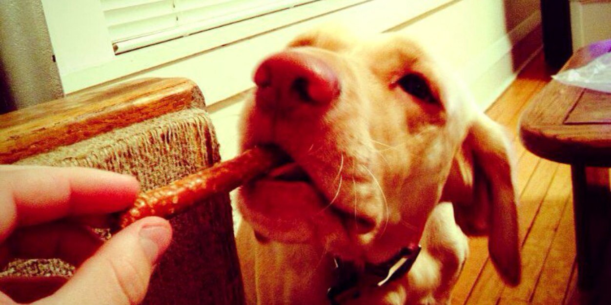 HaileyDogMPLS's profile banner image