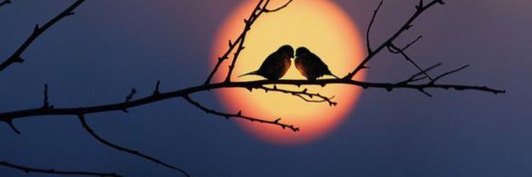 NeldaRomeroCruz's profile banner image
