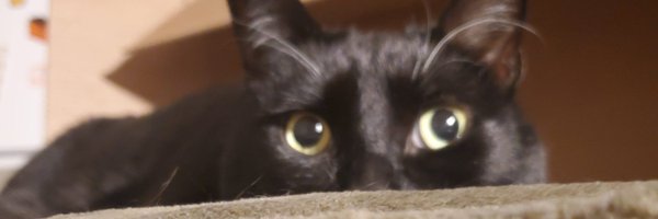 bubbine7 Profile Banner