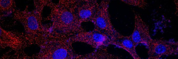 radhikakhatter_ Profile Banner