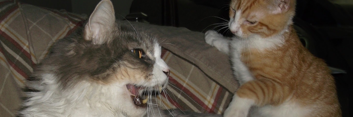 lapsednewsguy's profile banner image