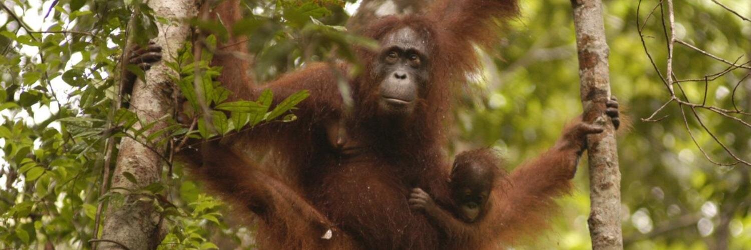 Orang Utan Republik banner