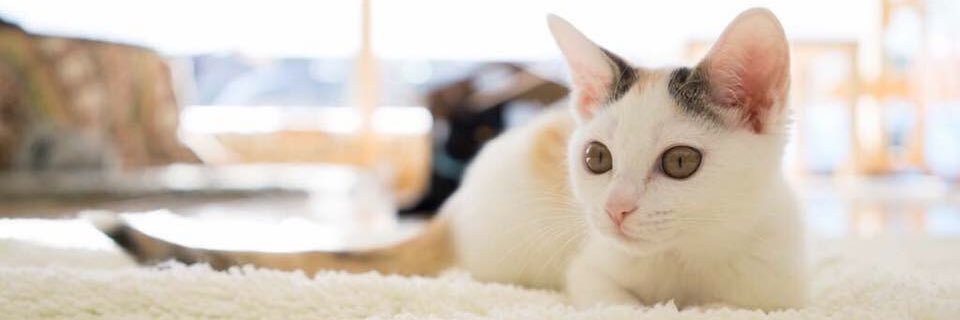 corocorocat's profile banner image