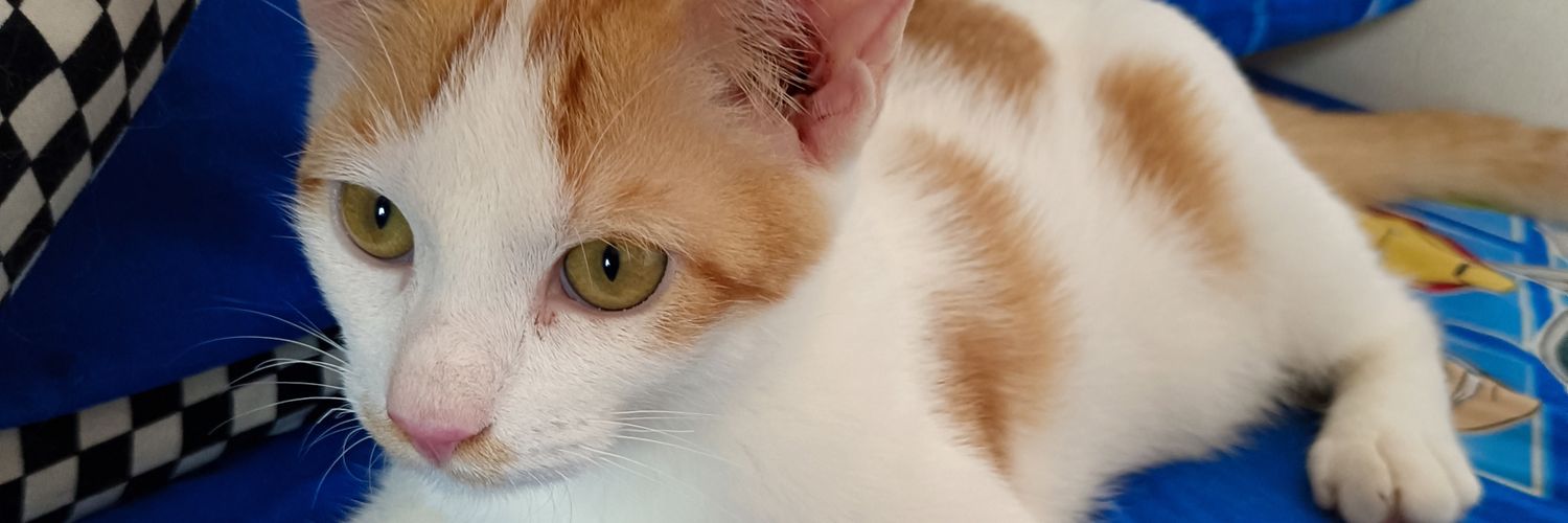 Tommy Sutoyo banner