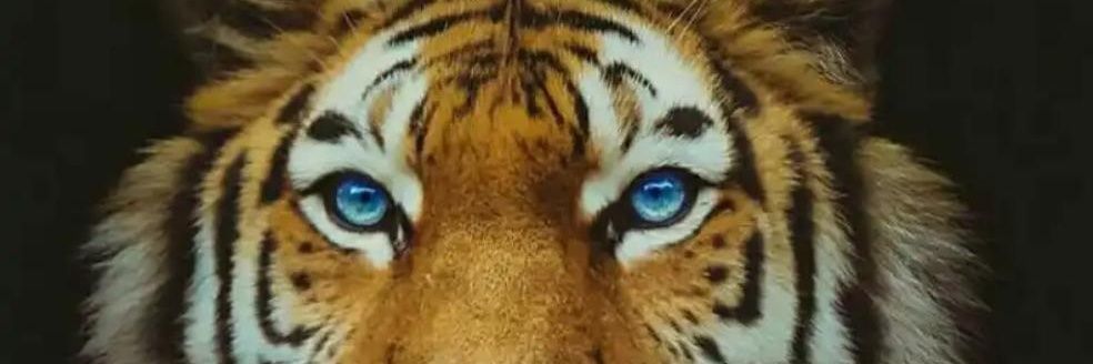 MareeduSml's profile banner image