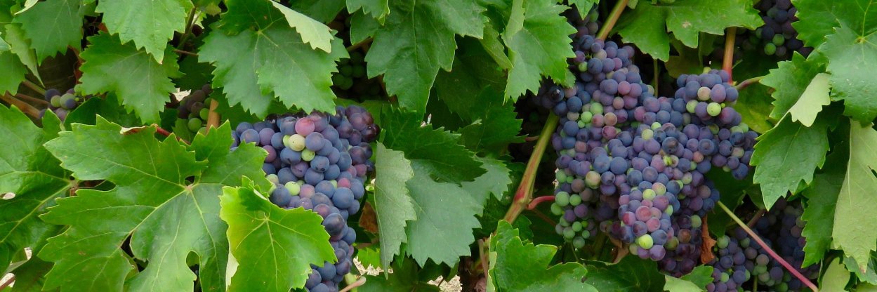Wine Avatar banner