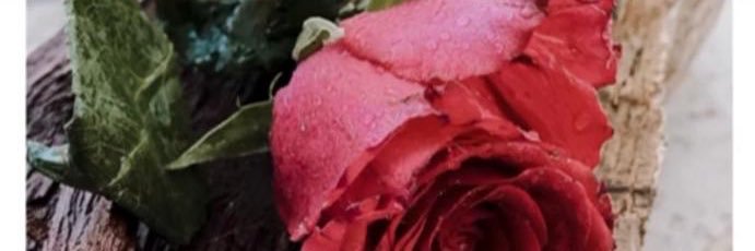 يارا 👒 banner