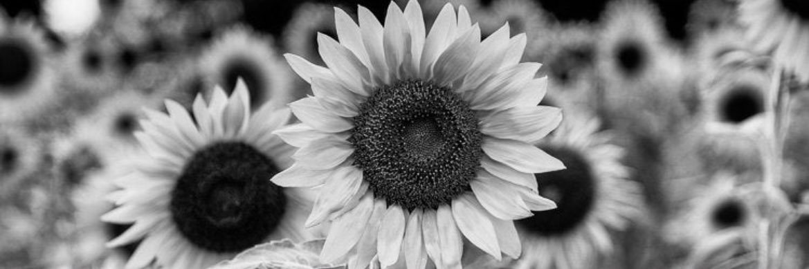 j_desousaa's profile banner image