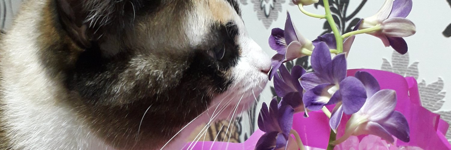 pabrbs's profile banner image