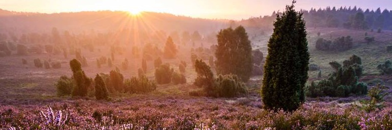 Carsten van Loo banner