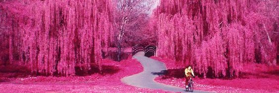 Taki*Reddio banner