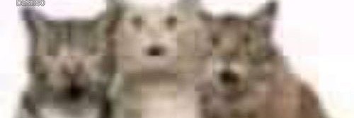 ratbarrels's profile banner image
