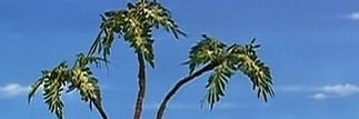 rui角ruirui banner