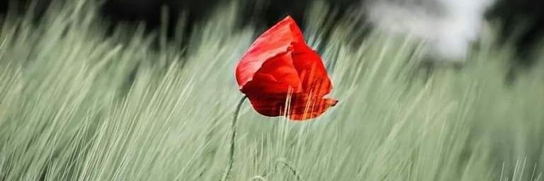 Chief Of Staff banner