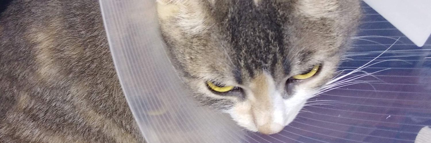 Belén Ferreira banner