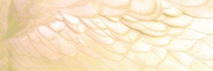 miikisayaka's profile banner image